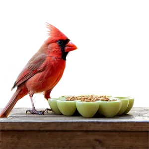 Cardinal Eating Png 05242024 PNG image