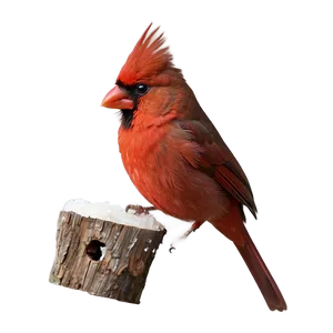Cardinal Eating Png 28 PNG image
