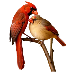 Cardinal Eating Png Uqj PNG image