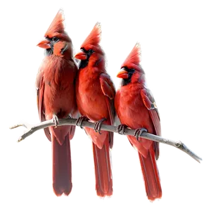 Cardinal Family Png Esy PNG image