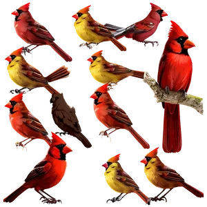 Cardinal Family Png Yay PNG image