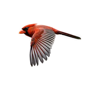 Cardinal Flying Side View PNG Wpy44 PNG
