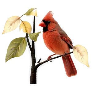 Cardinal In Autumn Leaves PNG Cvc82