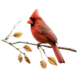 Cardinal In Autumn Png 05242024 PNG image