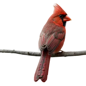 Cardinal In Autumn Png 30 PNG image