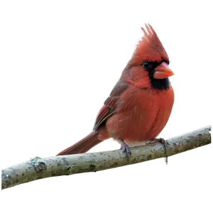 Cardinal In Autumn Png Nct PNG image