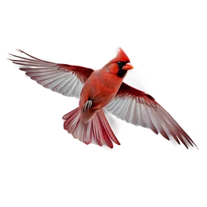 Cardinal In Flight Artwork Png Gfi PNG image