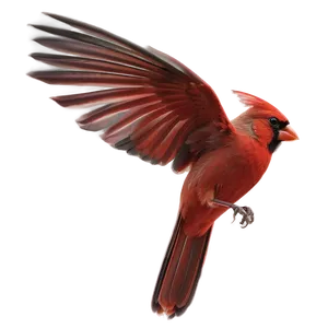 Cardinal In Flight Png 05242024 PNG image