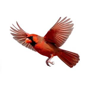 Cardinal In Flight Png 3 PNG image