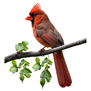 Cardinal In Nature Png 05242024 PNG image