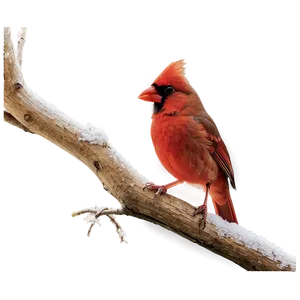 Cardinal In Nature PNG Hng48 PNG