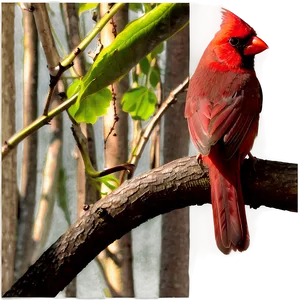 Cardinal In Nature PNG Hsa85