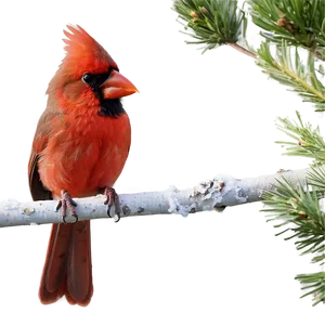 Cardinal In Nature PNG Lct