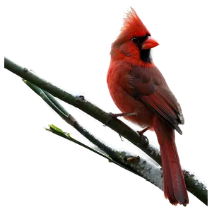 Cardinal In Nature PNG Qkc