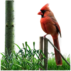Cardinal In Nature PNG Ria PNG