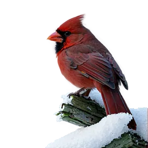 Cardinal In Snow PNG Qcu PNG