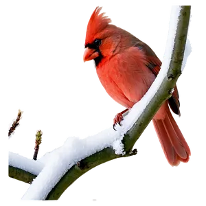 Cardinal In Winter Png 35 PNG image