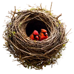 Cardinal Nest PNG 06252024