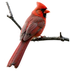 Cardinal On Branch Png 05242024 PNG image