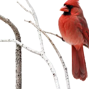 Cardinal On Branch Png 32 PNG image
