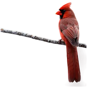 Cardinal On Branch Png 48 PNG image