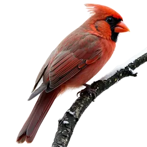 Cardinal On Branch PNG 62