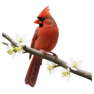 Cardinal On Flowering Tree PNG Ddx
