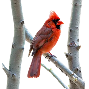 Cardinal On Flowering Tree PNG Jrp54