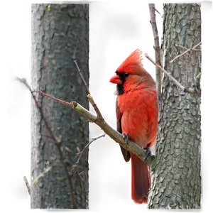 Cardinal Pair PNG 05242024 PNG