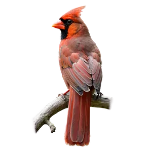 Cardinal Pair PNG 05242024 PNG