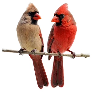 Cardinal Pair PNG 05242024 PNG