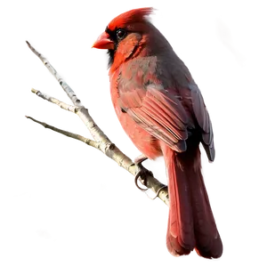Cardinal Vector Art PNG 76