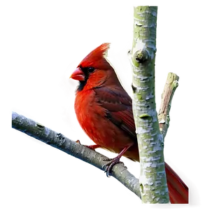 Cardinal With Background Png 05242024 PNG image