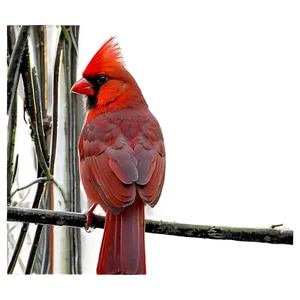 Cardinal With Background Png 60 PNG image