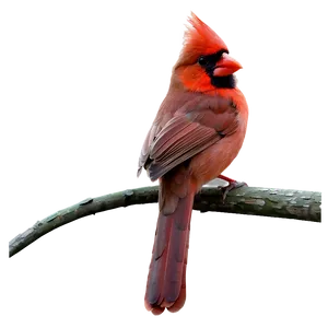Cardinal With Background Png Umy PNG image