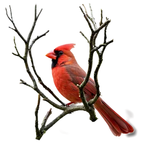 Cardinal With Crown PNG 50 PNG