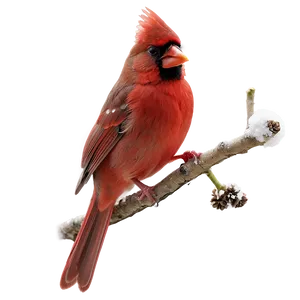 Cardinals C PNG