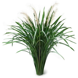 Carex Grass Decoration PNG 06212024