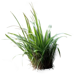 Carex Grass Decoration PNG Bas PNG
