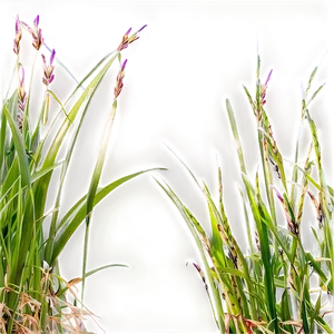 Carex Grass Decoration PNG Efc65 PNG