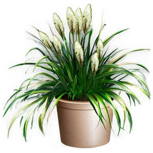 Carex Grass Decoration PNG Yef95 PNG