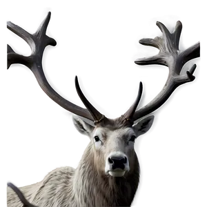 Caribou Close-up Face PNG 74 PNG