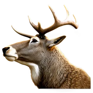 Caribou Close-up Face PNG Vyy PNG