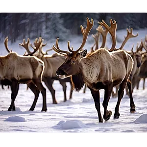 Caribou Crossing Snowy Field PNG Oyx
