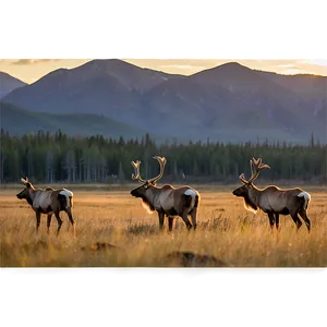 Caribou During Golden Hour PNG 9