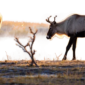 Caribou During Golden Hour PNG Kny