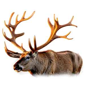 Caribou During Golden Hour PNG Yiq