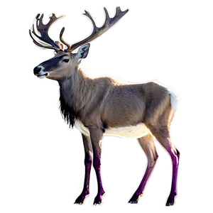 Caribou Family Bonding Png 83 PNG image