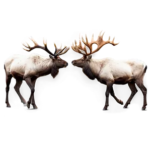 Caribou Fighting With Antlers PNG 22 PNG