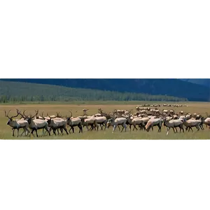 Caribou Herd Against Mountains PNG 06292024